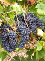 Les vendanges