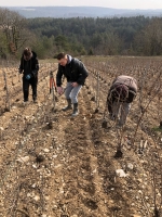 La taille de la vigne 2018