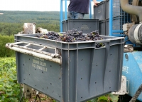 La fin de l'été, le début des vendanges