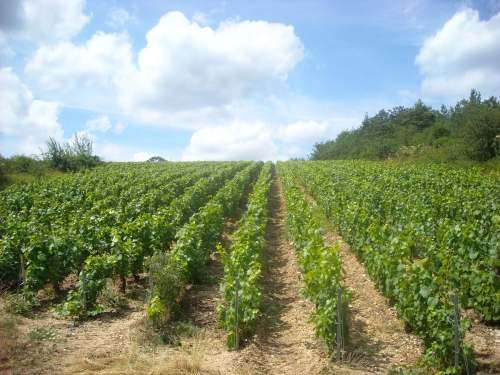 La Grande Vigne