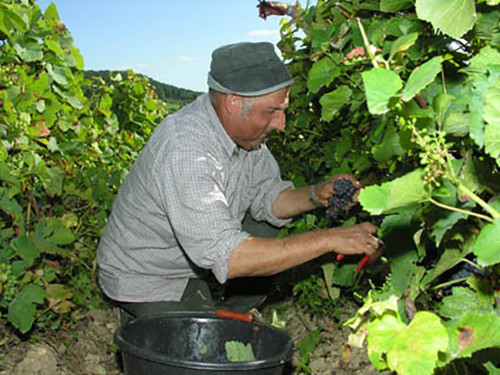 vendanges